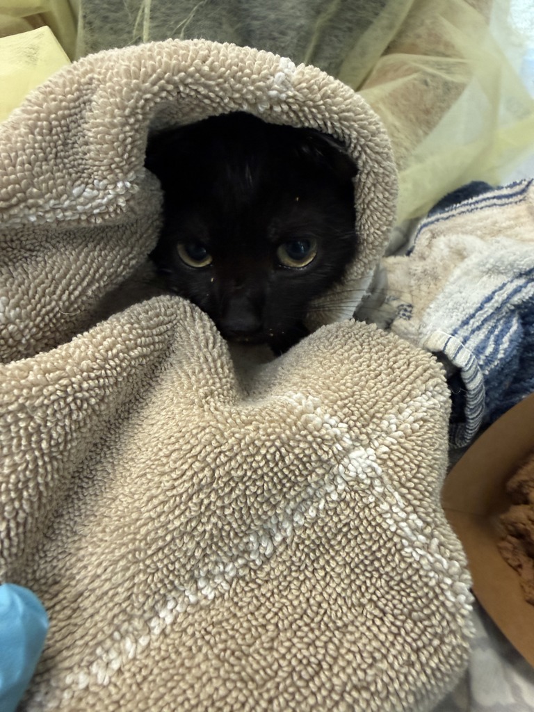 Shelter Stray Male Cat last seen Near W 140th Street, NEW YORK, NY, 10030, 326 E 110th St, New York, NY 10029, USA