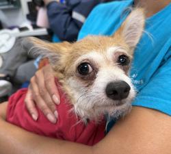 Shelter Stray Male Dog last seen 26th PCT, NEW YORK, NY, 10027, 326 E 110th St, New York, NY 10029, USA