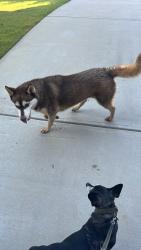 Reunited Female Dog last seen Near collette cv, Newnan, GA 30265