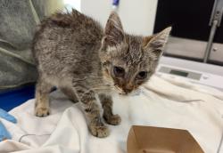 Shelter Stray Female Cat last seen Magenta Street, BRONX, NY, 10467, 326 E 110th St, New York, NY 10029, USA