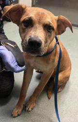 Shelter Stray Female Dog last seen Bragg Street, RALEIGH, NC, 27610, 820 Beacon Lake Dr, Raleigh, NC 27610, USA