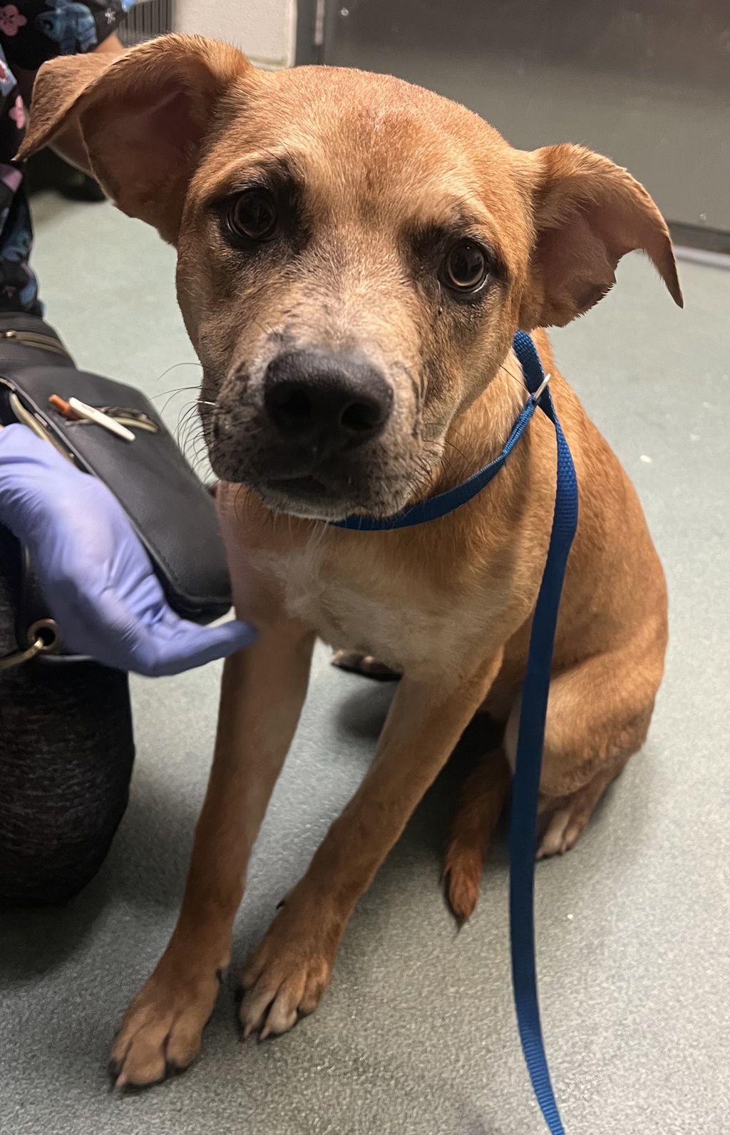 Shelter Stray Female Dog last seen Bragg Street, RALEIGH, NC, 27610, 820 Beacon Lake Dr, Raleigh, NC 27610, USA