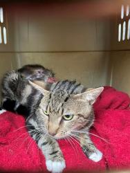 Shelter Stray Male Cat last seen Near Gaston Place Drive, AUSTIN, TX, 78723, 7201 Levander Loop bldg a, Austin, TX 78702, USA