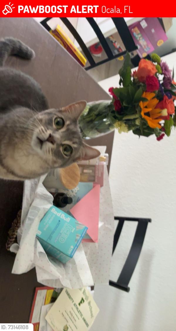 Lost Male Cat last seen hemlock road ocala fl, Ocala, FL 34472