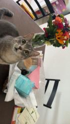 Lost Male Cat last seen hemlock road ocala fl, Ocala, FL 34472