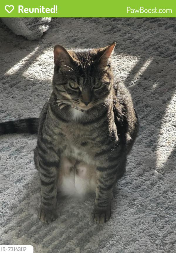 Reunited Male Cat last seen Lansdowne neighborhood, Leesburg, VA 20176