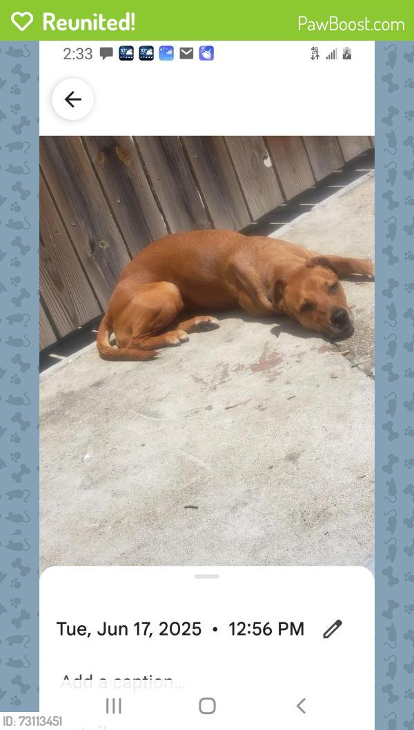 Reunited Female Dog last seen Kimball and Elston, Chicago, IL 60618