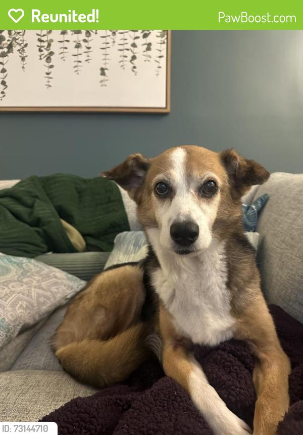 Reunited Female Dog last seen Near goldstone terr, Sterling VA 20164, Sterling, VA 20164