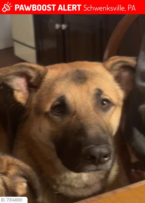 Lost Male Dog last seen North Limerick Rd & Cemetery Rd, Schwenksville, PA, Schwenksville, PA 19473