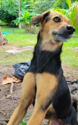 Lost Female Dog last seen Parque Roberto Clemente Carolina, Carolina, Carolina 00985