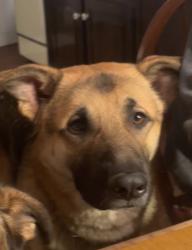 Lost Male Dog last seen North Limerick Rd & Cemetery Rd, Schwenksville, PA, Schwenksville, PA 19473