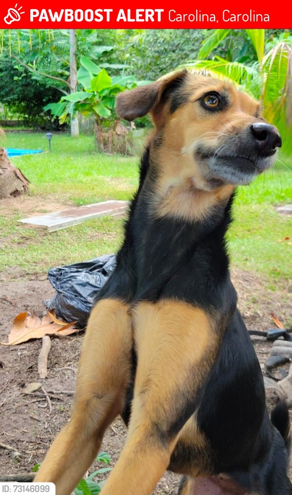 Lost Female Dog last seen Parque Roberto Clemente Carolina, Carolina, Carolina 00985