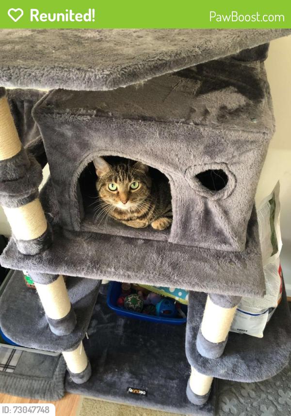 Reunited Male Cat last seen Tritapoe dr, Knoxville, MD 21758