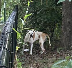 Reunited Male Dog last seen Carson Rd, Seneca, SC 29672