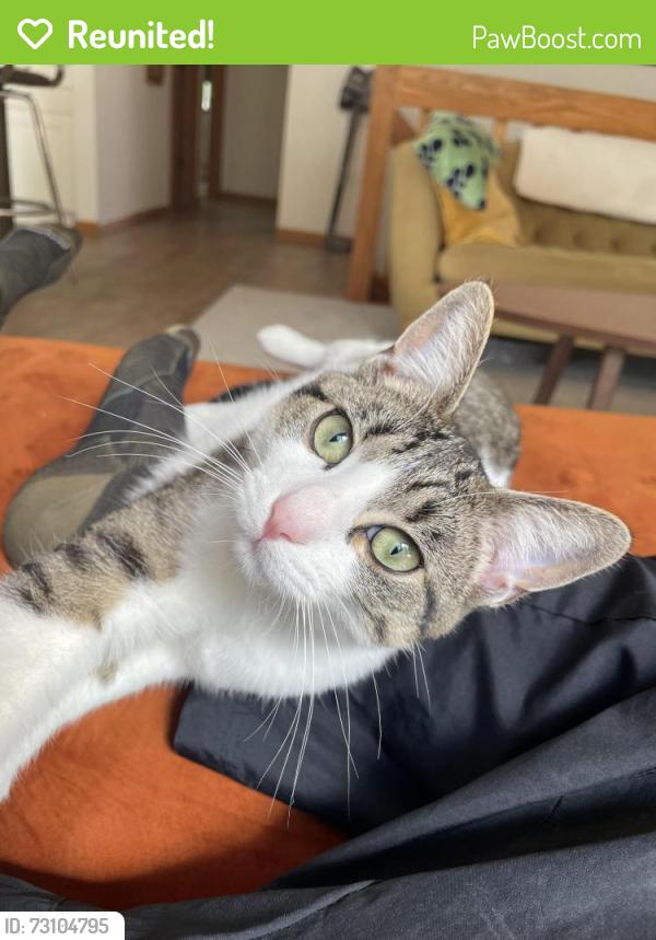 Reunited Female Cat last seen Boom Island Park, Minneapolis, MN 55413