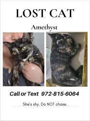 Reunited Female Cat last seen Irving heights, Irving, TX 75060