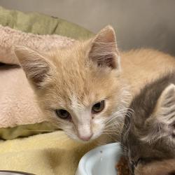 Shelter Stray Male Cat last seen , 800 Southwest Dr, Cheyenne, WY 82007, USA