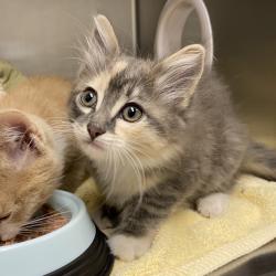 Shelter Stray Female Cat last seen , 800 Southwest Dr, Cheyenne, WY 82007, USA