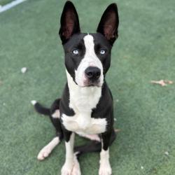 Shelter Stray Female Dog last seen , 2350 Appling City Cove, Memphis, TN 38133, USA