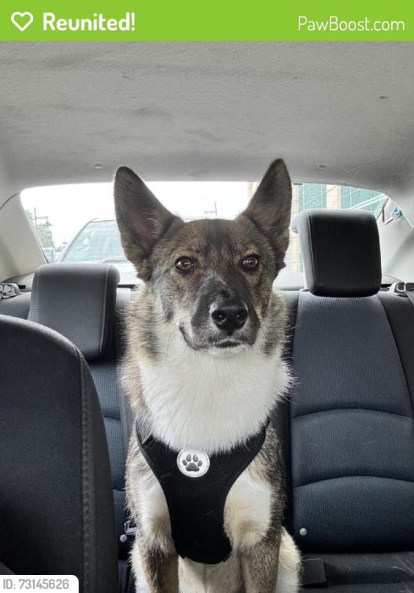 Reunited Male Dog last seen Near McBryde Ave, Richmond, CA 94806, USA, Richmond, CA 94806