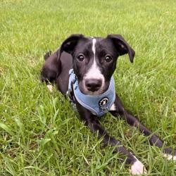 Shelter Stray Female Dog last seen , 2350 Appling City Cove, Memphis, TN 38133, USA