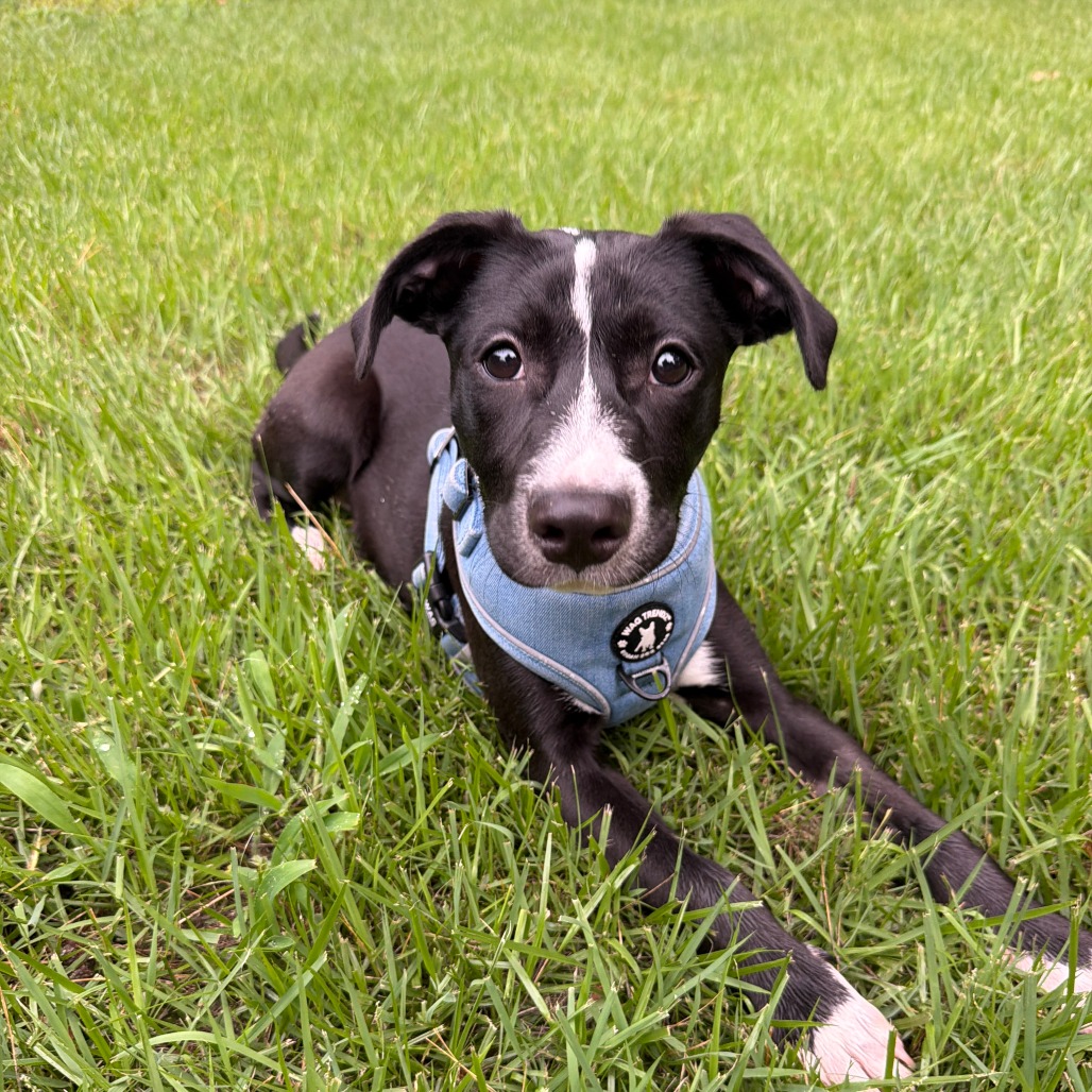 Shelter Stray Female Dog last seen , 2350 Appling City Cove, Memphis, TN 38133, USA