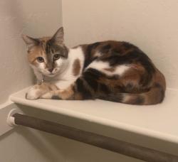 Reunited Female Cat last seen Aviara neighborhood Scottsdale, Scottsdale, AZ 85260
