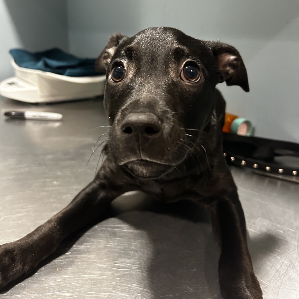 Shelter Stray Male Dog last seen , 4500 N Access Rd, Chattanooga, TN 37415, USA