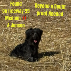 Found/Stray Unknown Dog last seen On the Freeway 99 nearest Jensen Ave, Fresno, CA 93706