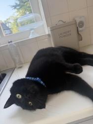 Lost Male Cat last seen Peckfield, Ripon, North Yorkshire, England 