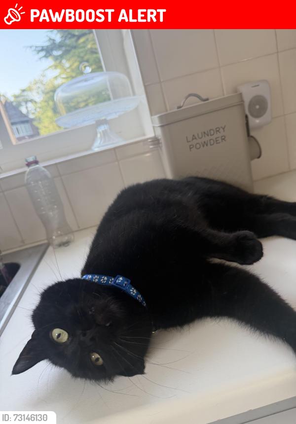 Lost Male Cat last seen Peckfield, Ripon, North Yorkshire, England 
