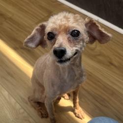 Shelter Stray Male Dog last seen , Animal Care & Control Team of Philly, 111 W Hunting Park Ave, Philadelphia, PA 19140, USA
