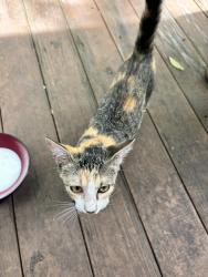 Found/Stray Unknown Cat last seen Off of River Road near the airport, Lafayette, LA 70501