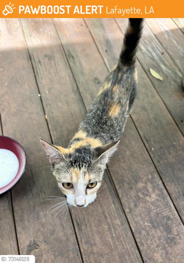 Found/Stray Unknown Cat last seen Off of River Road near the airport, Lafayette, LA 70501