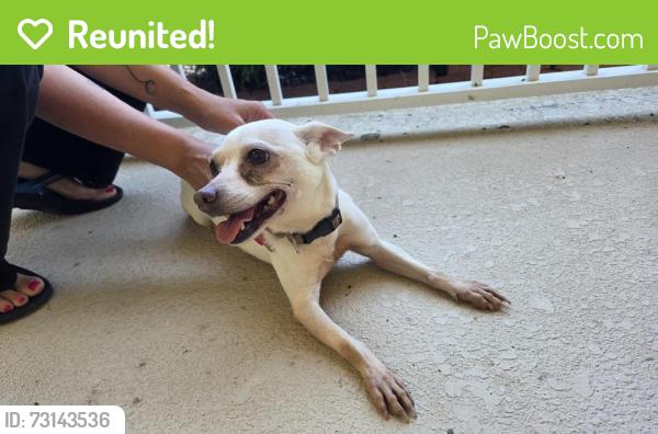 Reunited Female Dog last seen Eagle Lake Community, Kissimmee, FL 34746
