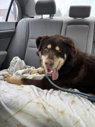 Lost Male Dog last seen Near 5th Street, or close to Yakima Valley Mall, Union Gap, WA 98903