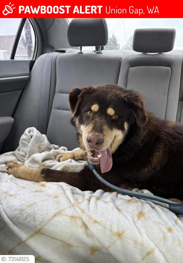 Lost Male Dog last seen Near 5th Street, or close to Yakima Valley Mall, Union Gap, WA 98903