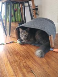 Reunited Female Cat last seen 42nd and Meade, San Diego 92116, San Diego, CA 92116