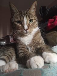 Lost Male Cat last seen Raynor and Piedras, El Paso, TX 79930