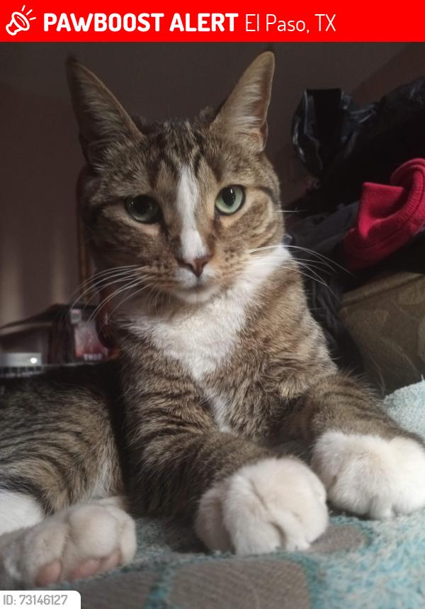 Lost Male Cat last seen Raynor and Piedras, El Paso, TX 79930