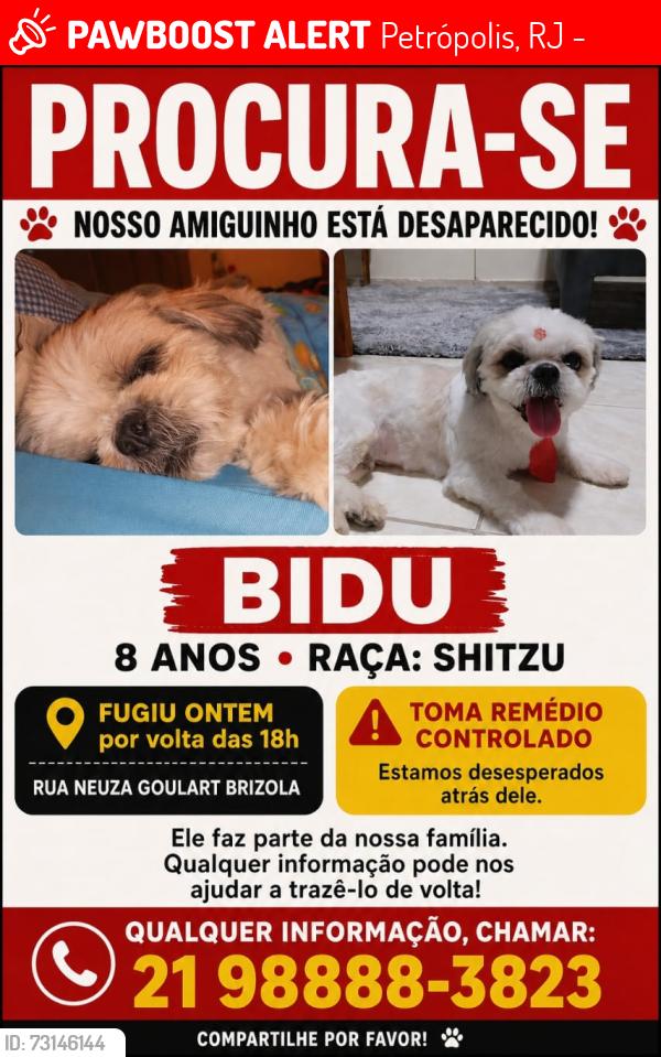 Lost Male Dog last seen Rua neuza goulart brizola, Petrópolis, RJ 25750-037