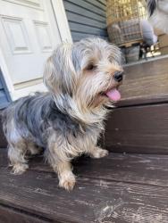 Reunited Male Dog last seen Marla Drive, Varnell, GA 30710
