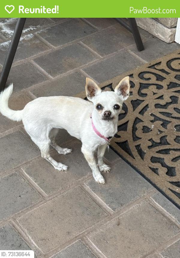 Reunited Female Dog last seen Park, Covina, CA 91722