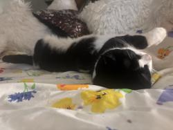 Reunited Male Cat last seen Near Norway St NW, Minneapolis, MN 55448, USA, Minneapolis, MN 55448