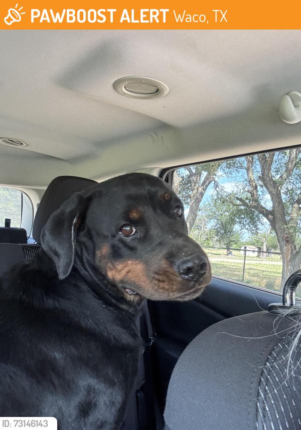 Found/Stray Female Dog last seen Oakdale Street, Waco, TX 76705