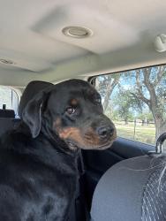 Found/Stray Female Dog last seen Oakdale Street, Waco, TX 76705