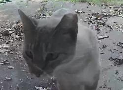Found/Stray Unknown Cat last seen Gollihar rd corpus christi, tx, Corpus Christi, TX 78412