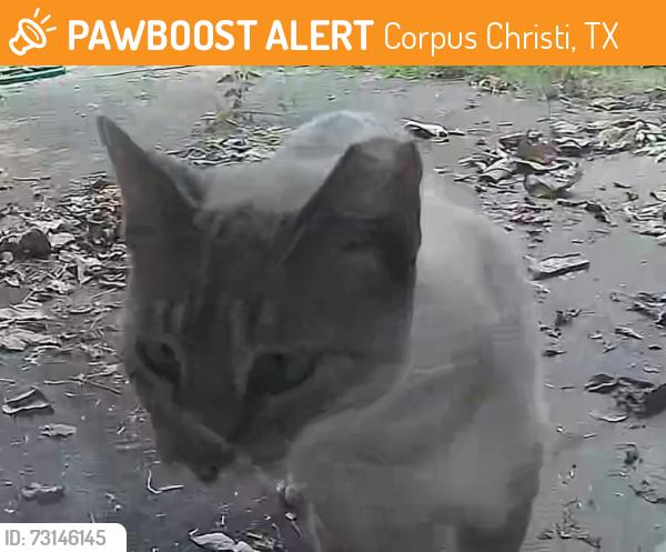 Found/Stray Unknown Cat last seen Gollihar rd corpus christi, tx, Corpus Christi, TX 78412