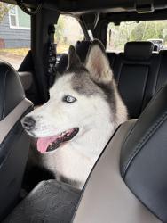 Reunited Female Dog last seen College and East Sherman, Newberg, OR 97132