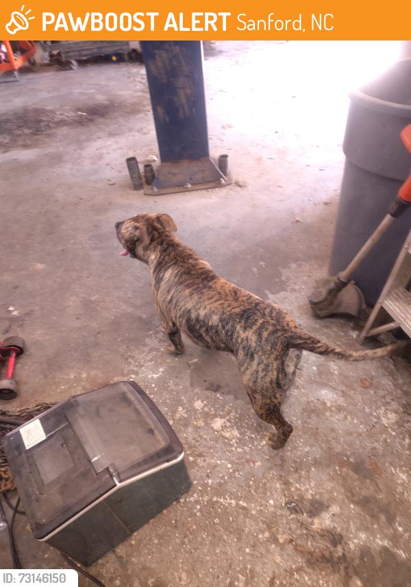 Found/Stray Male Dog last seen Mike Repair Shop, Sanford, NC 27330